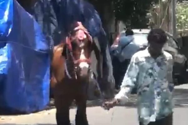 Joyride horse dies of highly contagious zoonotic disease disease in Chennai; Tamil Nadu goes into alert mode